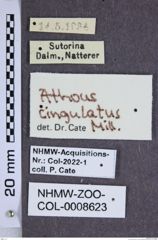 Etiketten zu Athous cingulatus (NHMW-ZOO-COL-0008623)